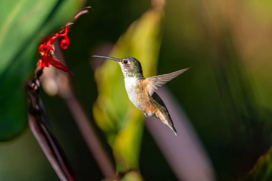 Hummingbird in flight, rufous flanks