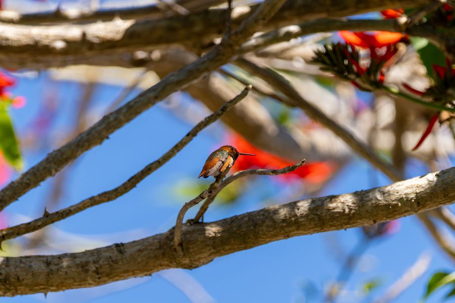 Hummingbird in the coral tree