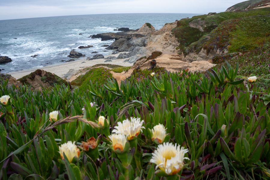 Iceplant on the headland