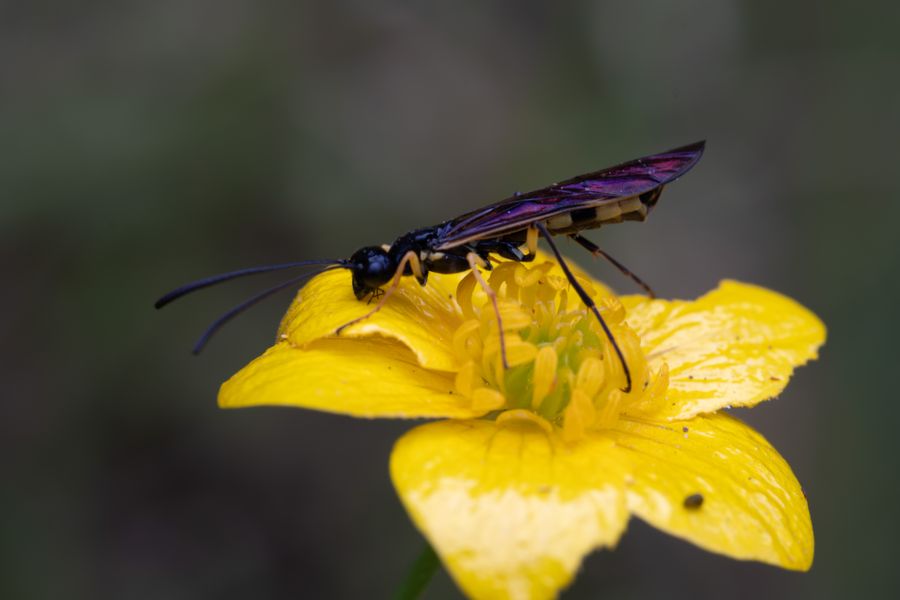 Ichneumon wasp