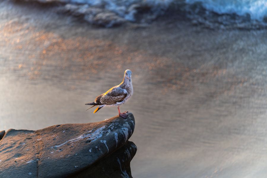 Immature gull