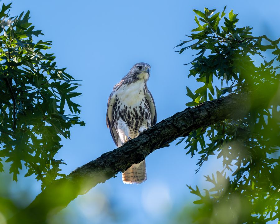 Immature Red-tailed Hawk