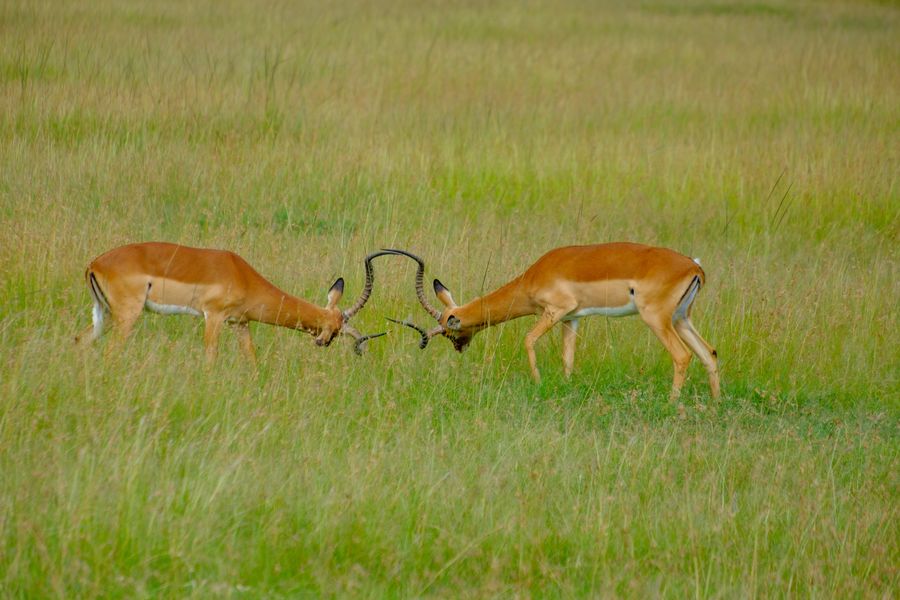 Impala rams sparring