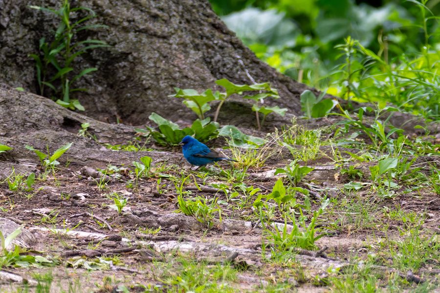 Indigo Bunting, male