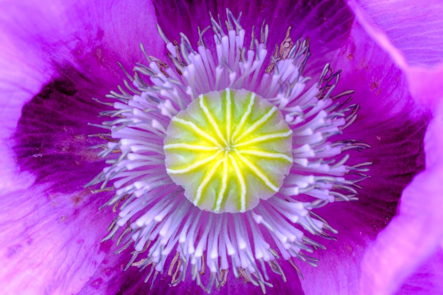 Inside a poppy