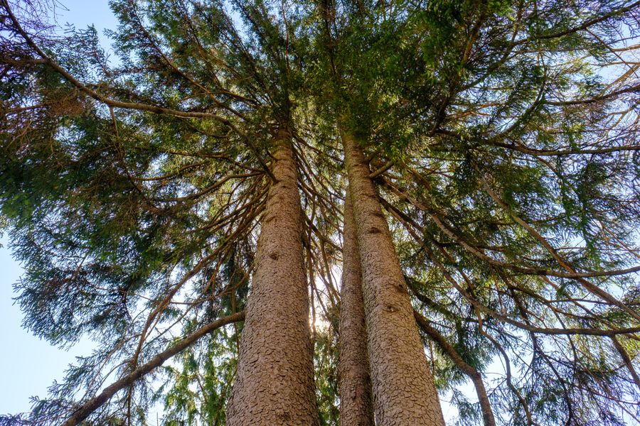 Into the conifers