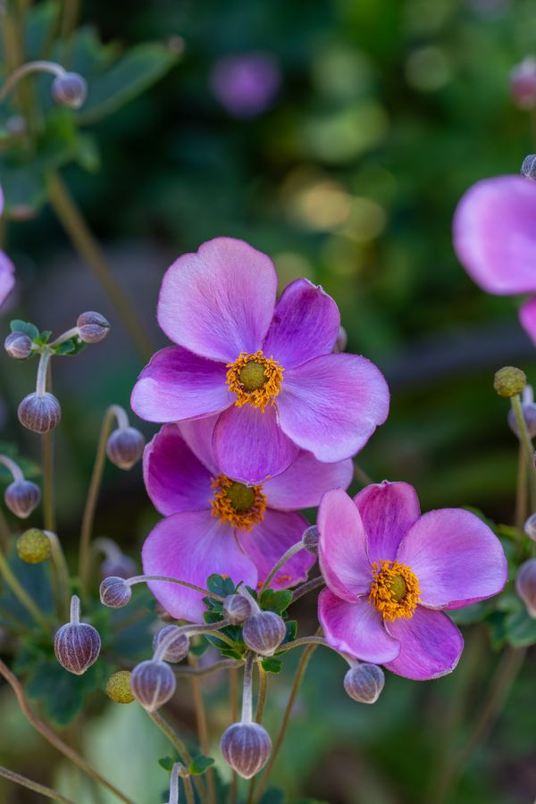 Japanese anemone