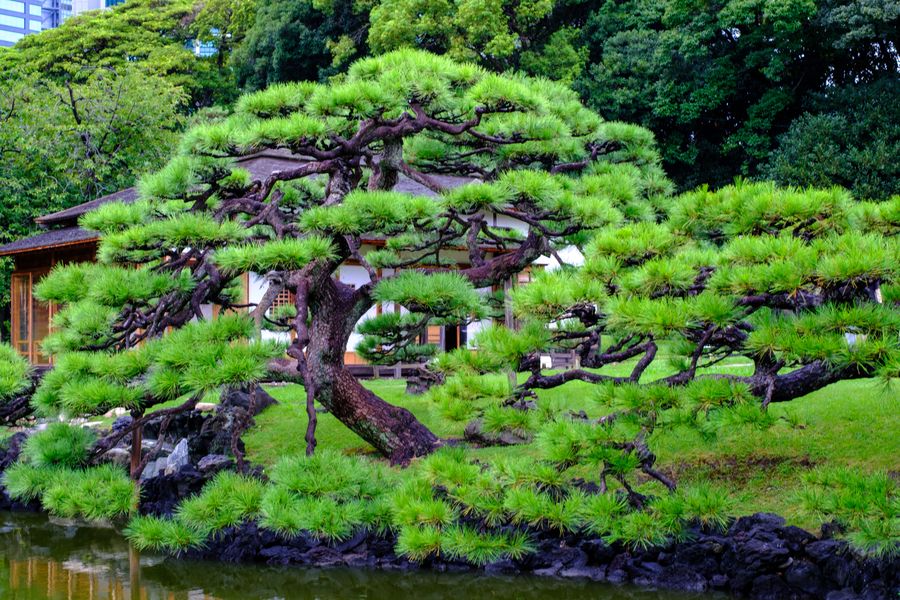 Japanese Black Pine, trained