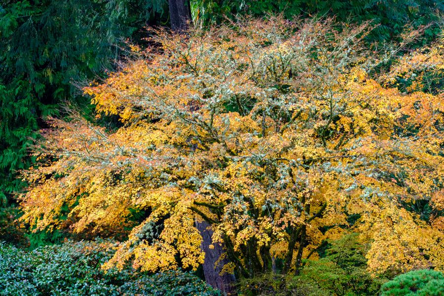 Japanese maple, Portland