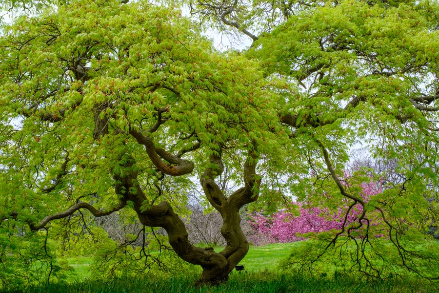 Japanese Maple