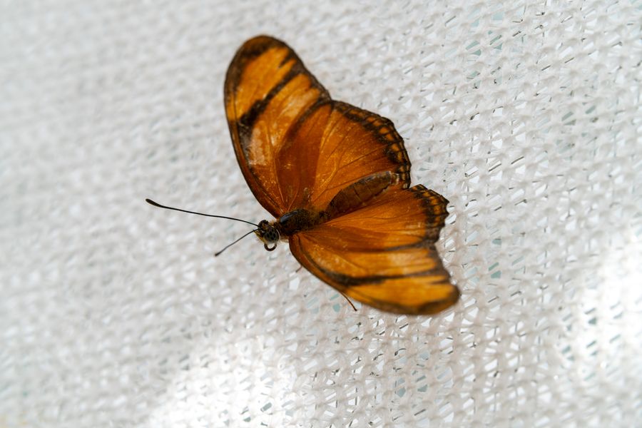 Julia butterfly