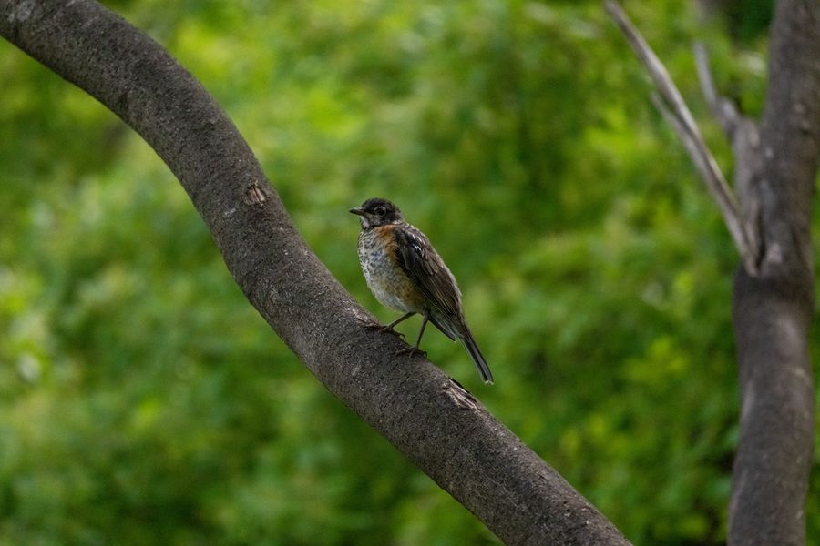 Juvenile American Robin