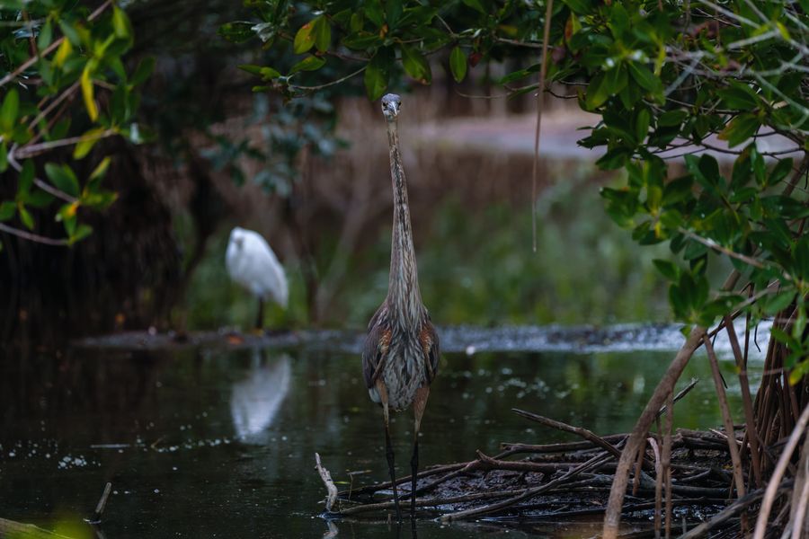 Juvenile Great Blue Heron, closer
