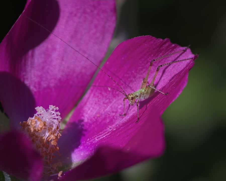 Katydid nymph, on hibiscus