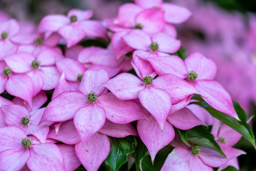 Kousa dogwood