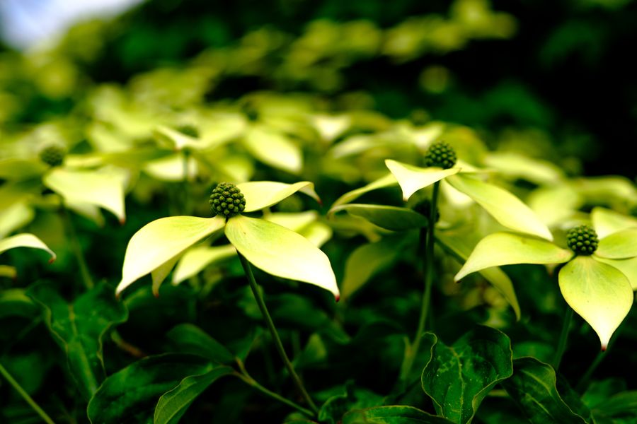 Kousa Dogwood