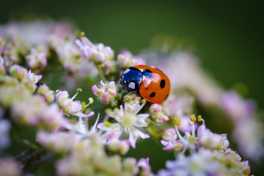 Ladybird on umbellifer