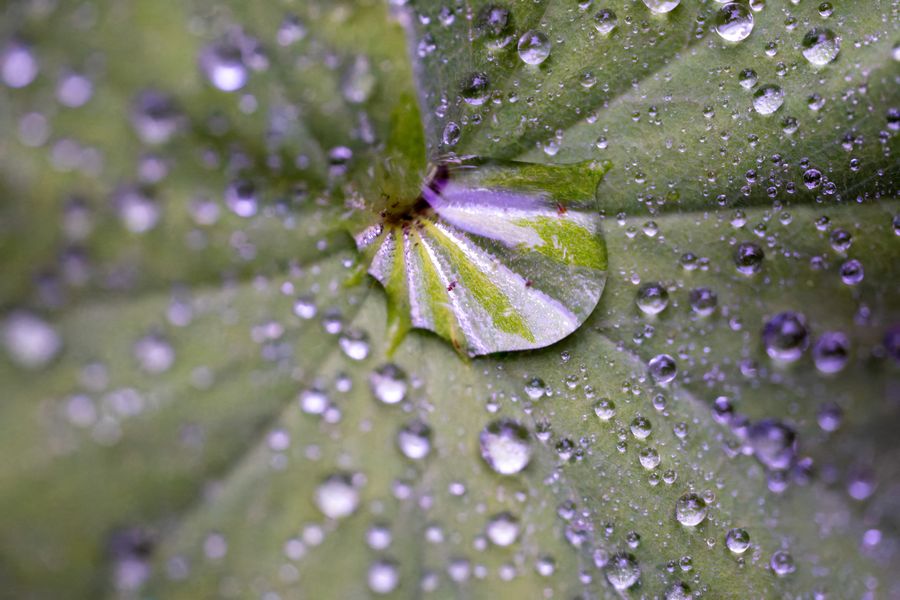 Lady's mantle after rain