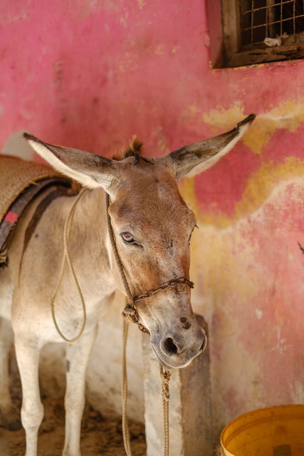 Lamu donkey