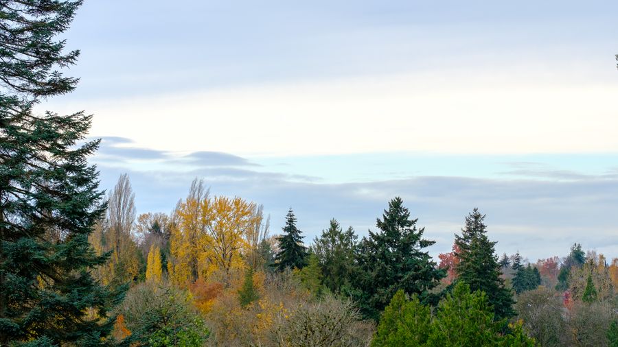 Late autumn, Seattle