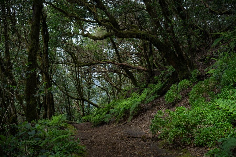 Laurel forest path