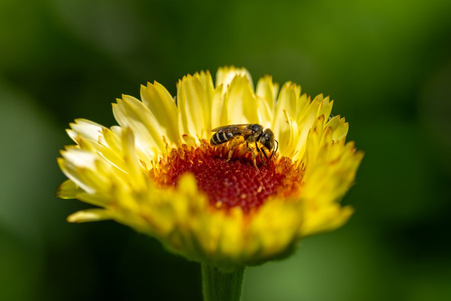 Leafcutter bee on blanket flower