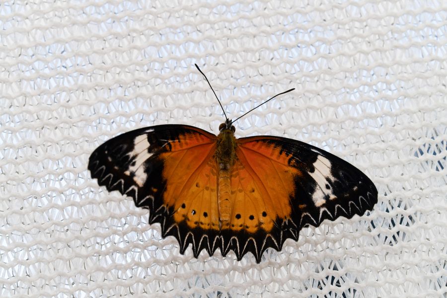 Leopard Lacewing