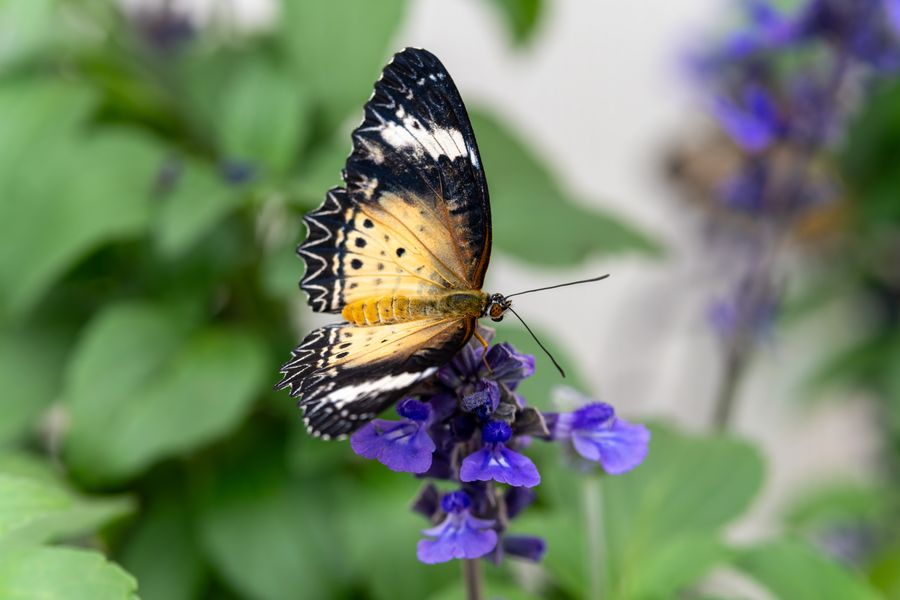 Leopard Lacewing, underside