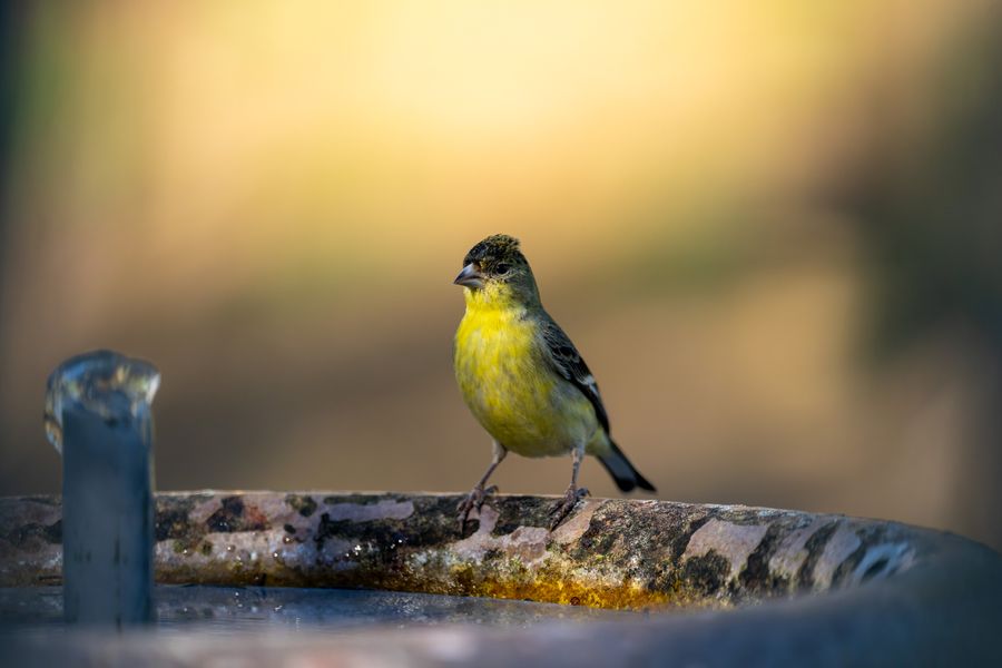 Lesser Goldfinch, evening light