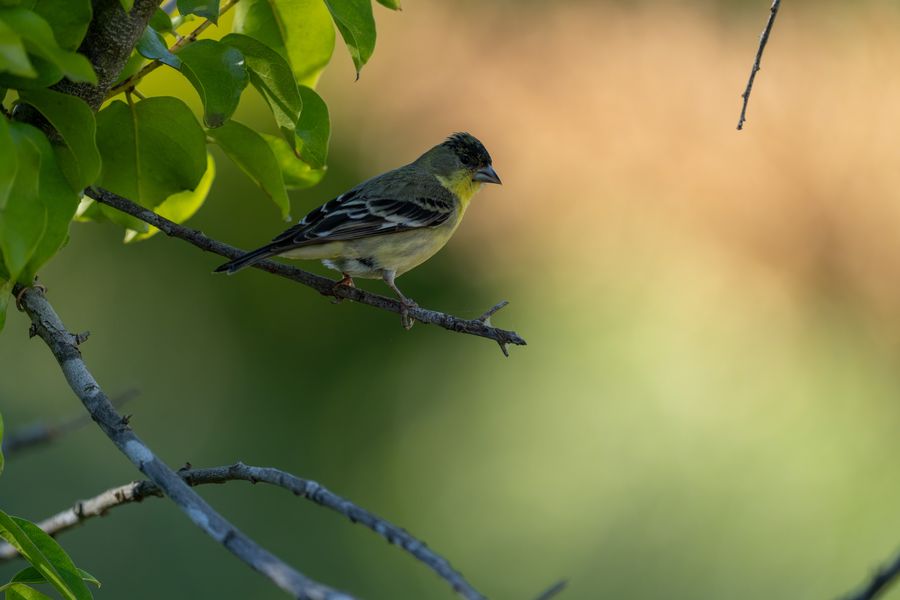 Lesser Goldfinch