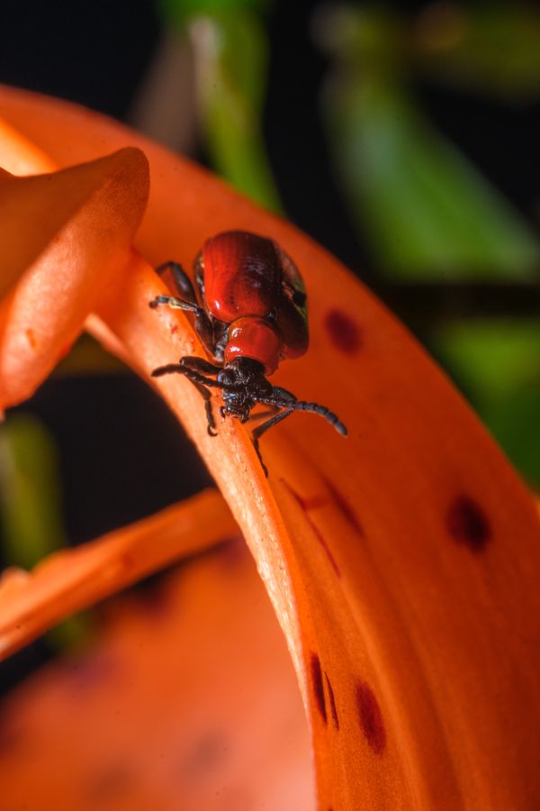 Lily Leaf Beetle