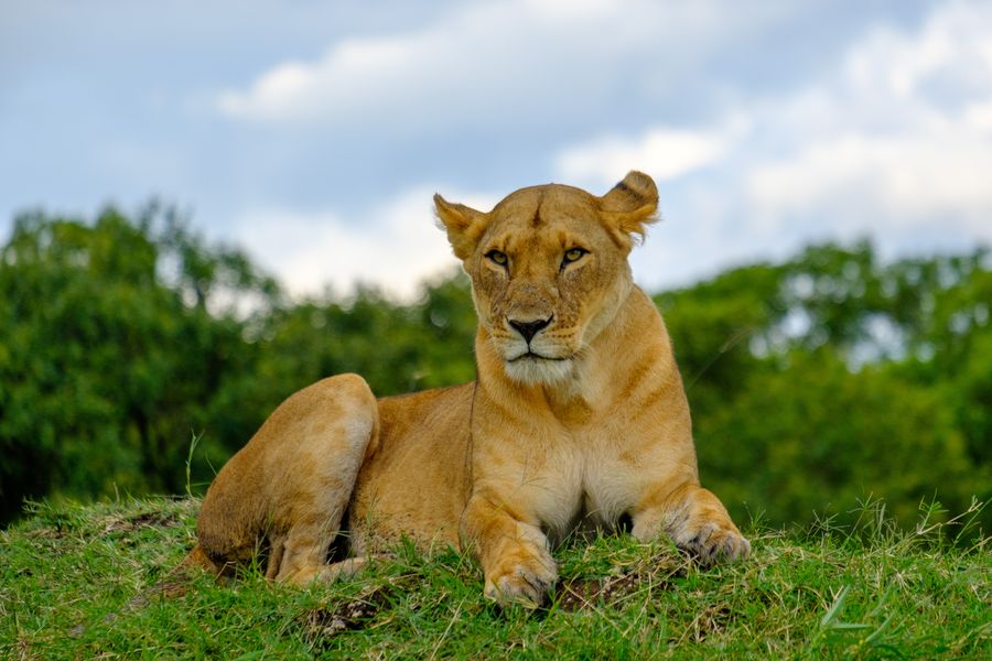 Lioness