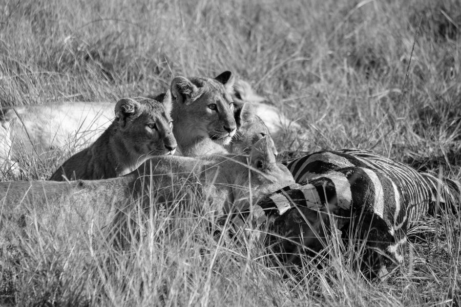 Lionesses on a zebra kill