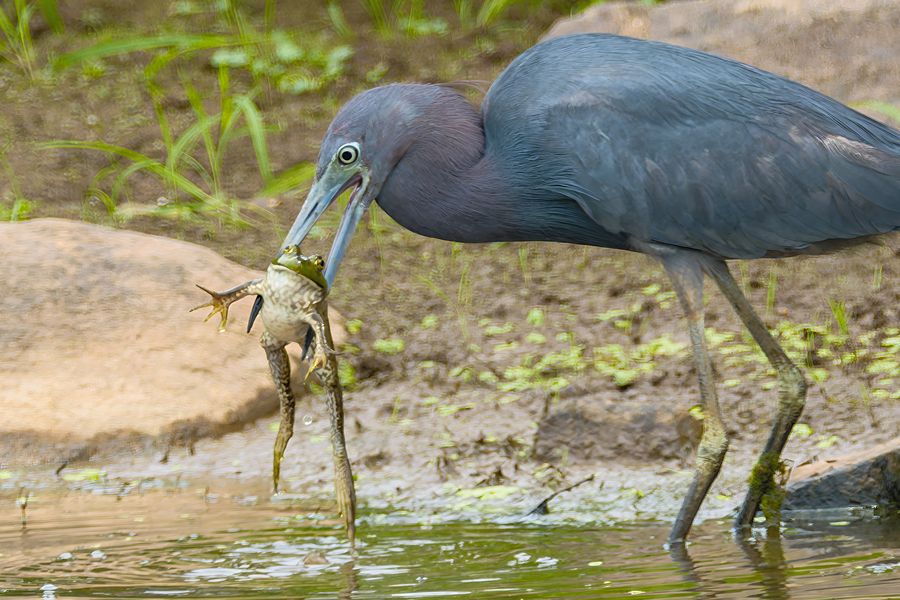 Little Blue Heron, about to swallow