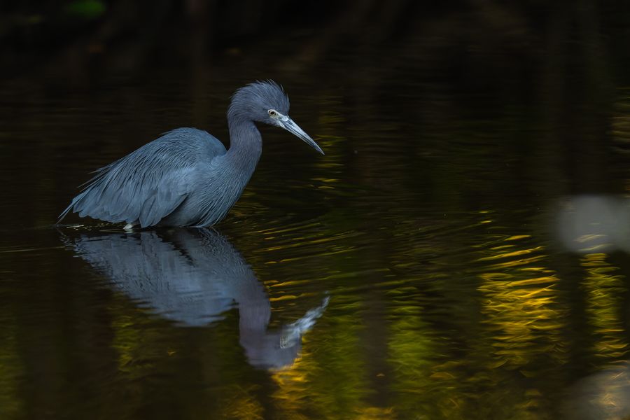 Little Blue Heron at dusk