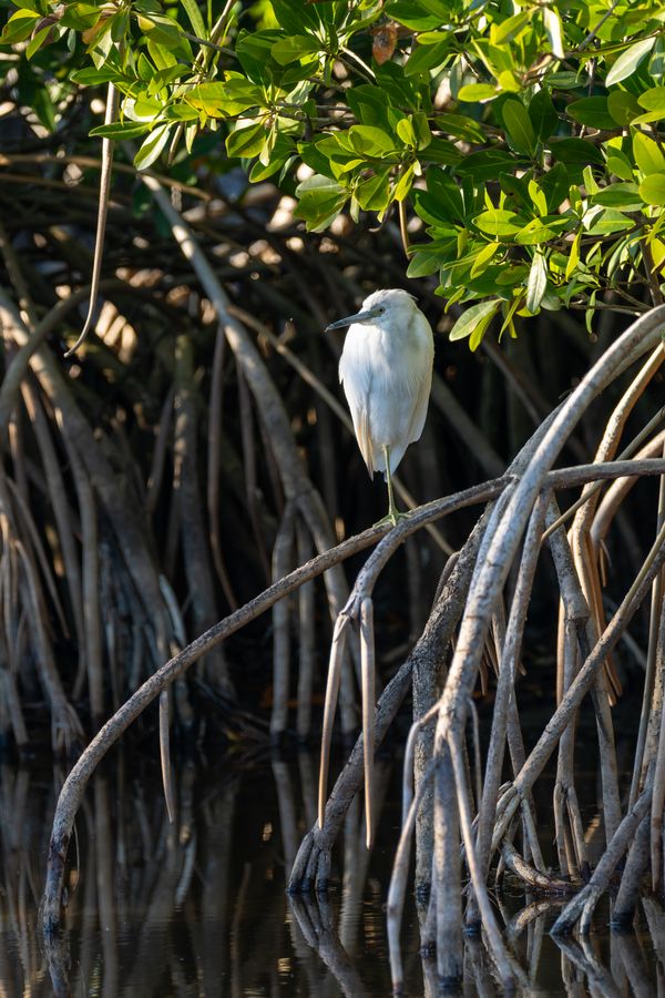 Little Blue Heron, immature white morph