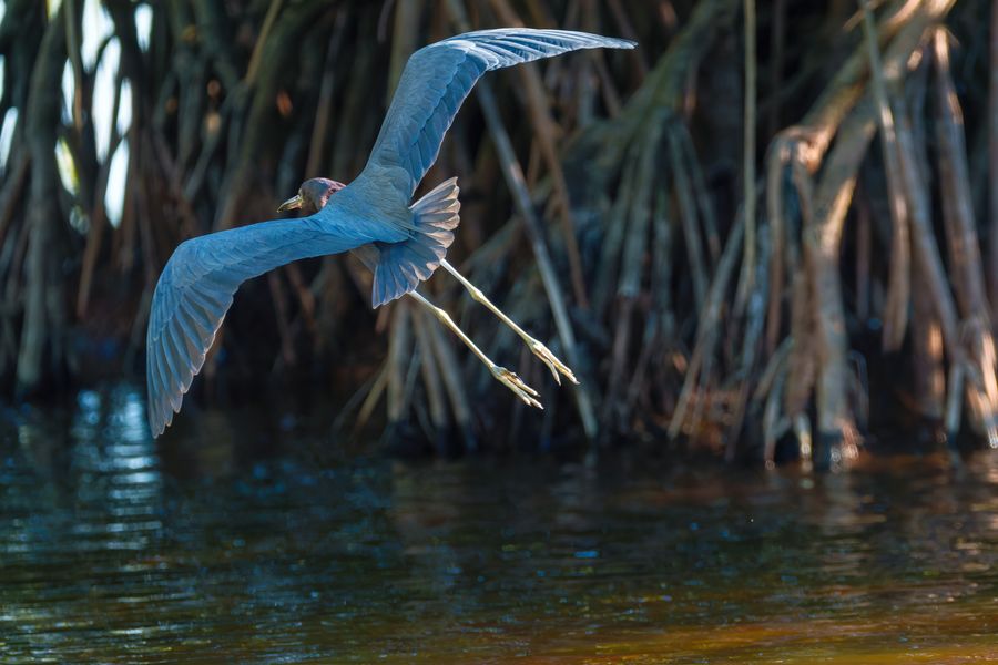 Little Blue Heron in flight