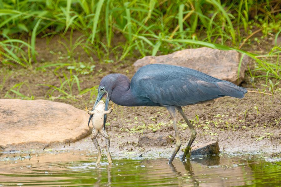 Little Blue Heron, swallowing