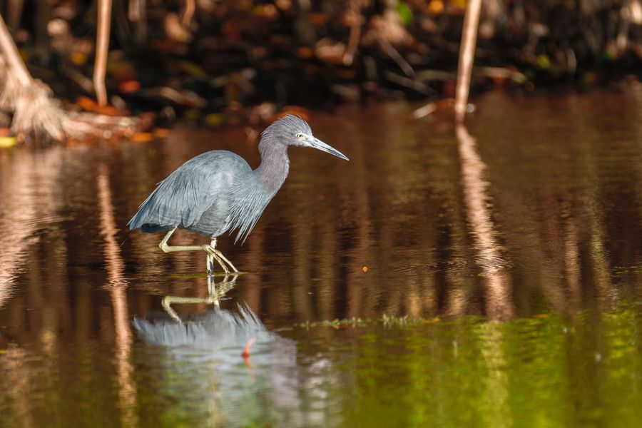 Little Blue Heron, wading