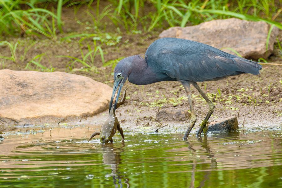 Little Blue Heron with a frog