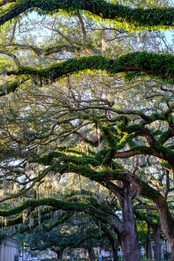 Live oaks over Forsyth Park