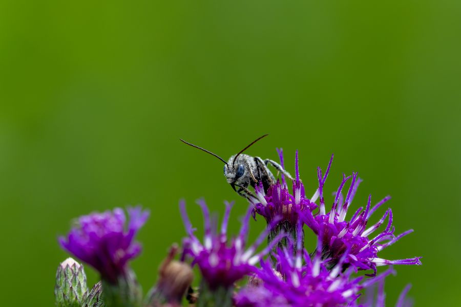 Long-horned bee approaching liatris