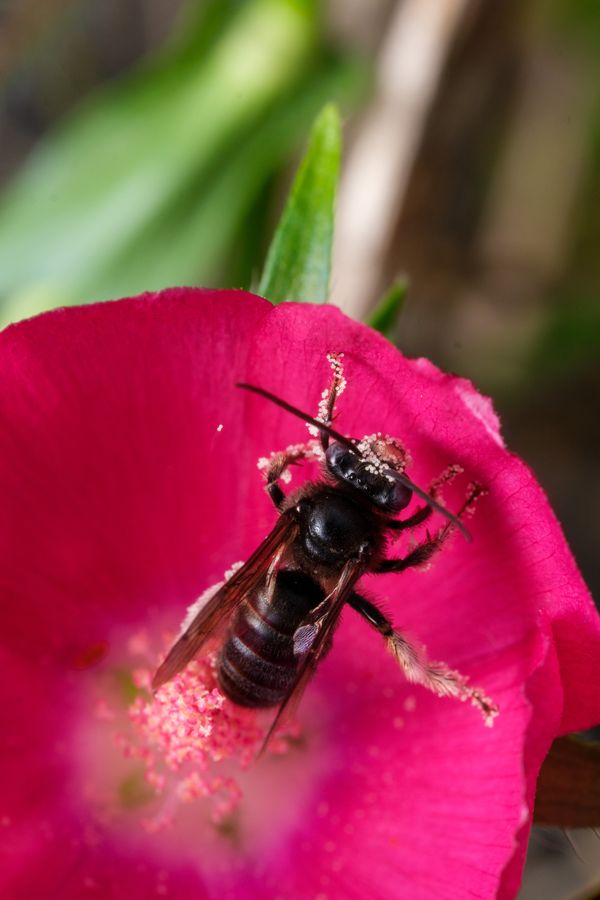 Long-horned bee in a mallow