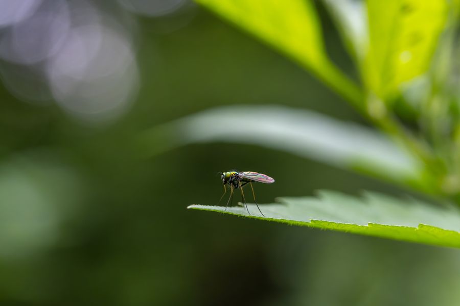 Long-legged fly