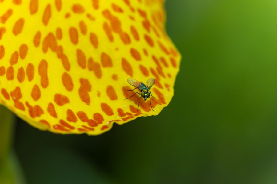 Long-legged fly on lily