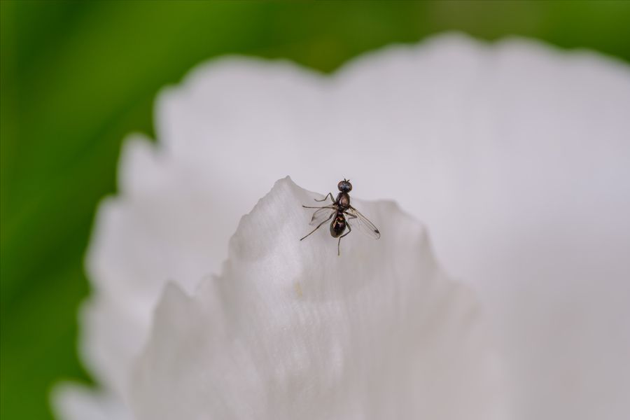 Long-legged fly