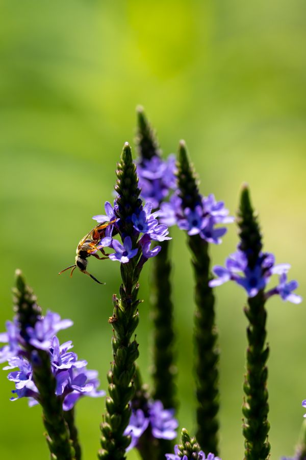 Longhorn bee on blue vervain