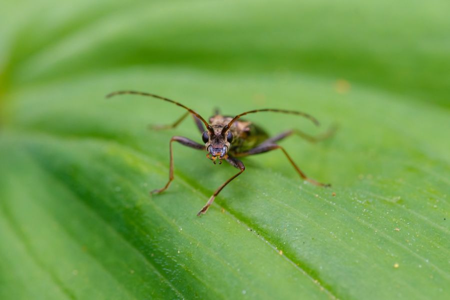 Longhorn beetle