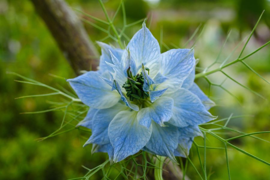Love-in-a-mist