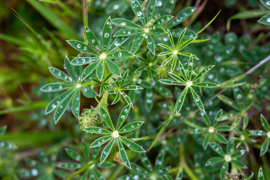 Lupine leaves after rain